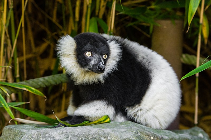 File:Lemur (36678662672).jpg