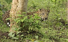 Male leopard in Nagarhole National Park Leopard in Rajiv Gandhi National Park.jpg