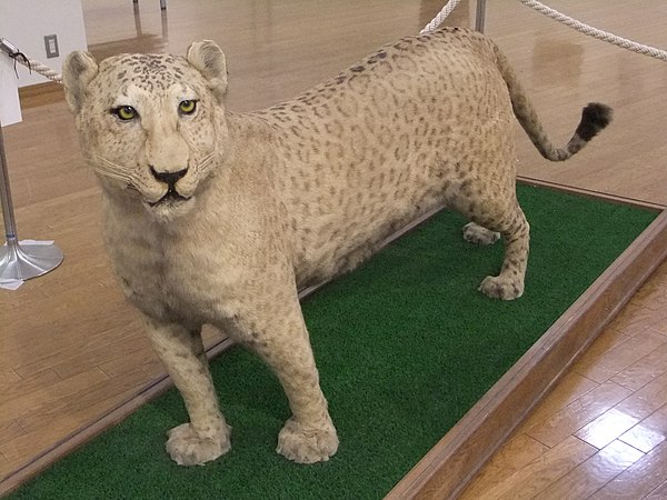 Taxidermy leopon