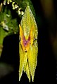 Lepanthes odontocera