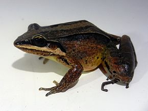 Beskrivelse af billedet Leptodactylus didymus Peru 01.JPG.