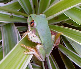 Natal forest tree frog Species of amphibian