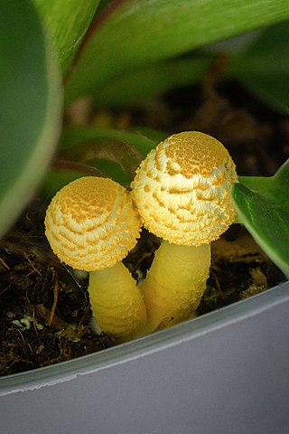 <i>Leucocoprinus birnbaumii</i> Species of fungus