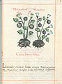 Libellus de medicinalibus Indorum herbis f. 29r.jpg