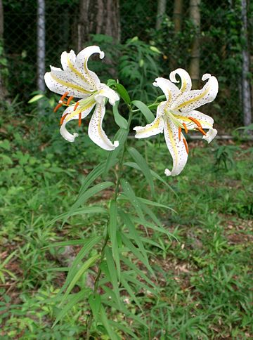 Lilium auratum