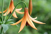 Lilium canadense L., Batiscan River banks,Quebec Canada