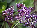 Limonium perezii, Zatrwian Pereza, 2017-08-06