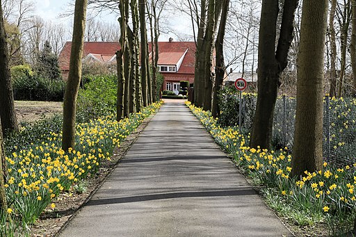 Lindern Auen - An der Allee + Osterblumen 09 ies