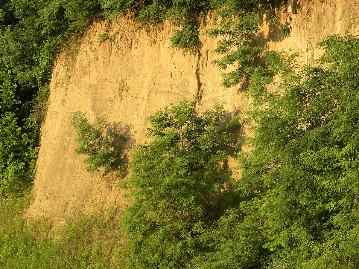 黃土