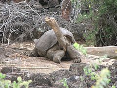 Lonesome George 1.jpg