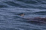 Thumbnail for File:Long-tailed Jaeger (14285816632).jpg