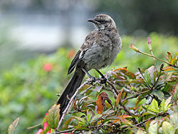 Long-tailed Mockingbird RWD2.jpg
