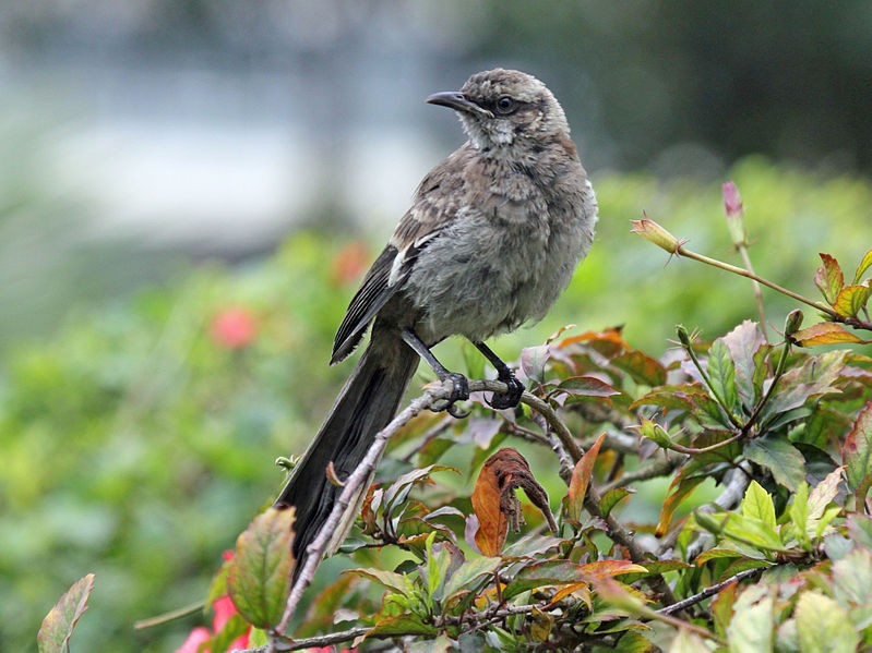 File:Long-tailed Mockingbird RWD2.jpg