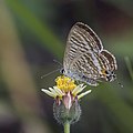 * Nomination Long-tailed blue (Lampides boeticus) --Charlesjsharp 09:01, 22 December 2021 (UTC) * Promotion  Support Good quality. --Poco a poco 10:25, 22 December 2021 (UTC)