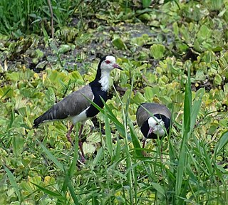 <span class="mw-page-title-main">Rukungiri</span> Place in Western Region of Uganda, Uganda