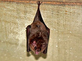 Long-tongued Bat (Glossophaga soricina) (7098928383).jpg