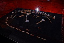 Luanchuanraptor holotype.jpg