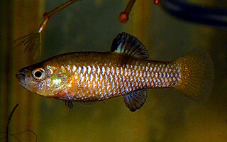 Cuatrocienegas killifish Species of fish