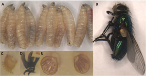 Australian sheep blowfly (Lucilla cuprina) adult and larvae removed from a colonized human breast. Lucilia cuprina - A case of human breast myiasis - 02.png