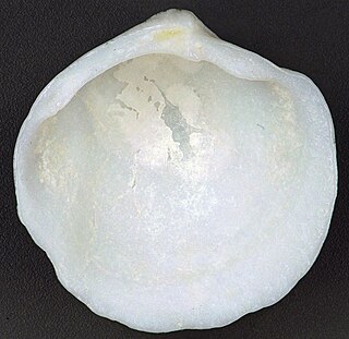 <i>Lucina pensylvanica</i> Species of bivalve