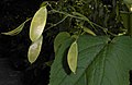 Lunaria rediviva 2015-06-01 OB 120.jpg