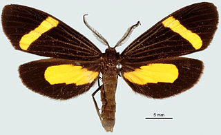 <i>Lyces</i> Genus of moths