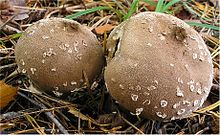 Lycoperdon mammiforme 28675.jpg