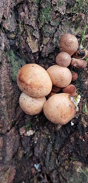 File:Lycoperdon perlatum 103000125.jpg