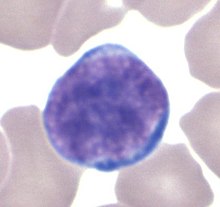 Lymphocyte GL.jpg