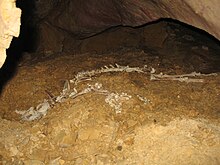 Ossements de lynx dans une grotte en Espagne.