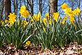 * Nomination Narcissus in the park (at the Weseler Straße) in Münster, North Rhine-Westphalia, Germany --XRay 16:53, 24 March 2017 (UTC) * Promotion Good quality --Llez 20:09, 24 March 2017 (UTC)