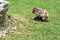 * Nomination Macaca sylvanus (Barbary Macaque) female feeding her little in the ZooParc de Beauval in Saint-Aignan-sur-Cher, France. -- Medium69 01:49, 15 November 2015 (UTC) * Decline Insufficient quality. Bad composition, unsharp subject. Please preselect the to be nominated pics better! --Hubertl 09:38, 15 November 2015 (UTC)