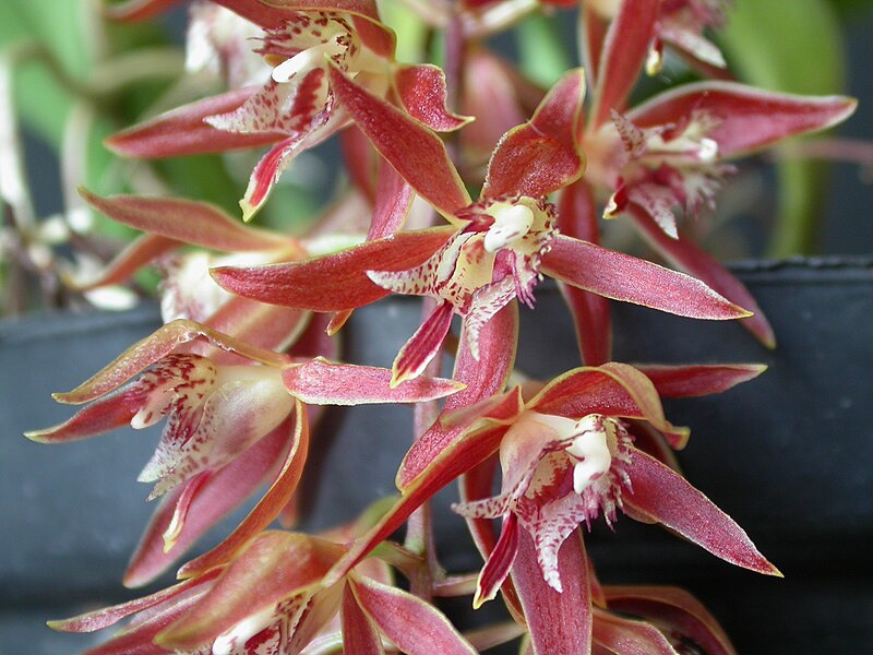 File:Macradenia multiflora.jpg