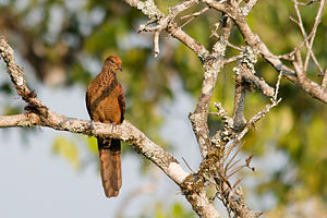 Little cuckoo dove