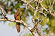 Macropygia-ruficeps-little-cuckoo-dove.jpg