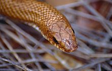 Serpiente nariz de cerdo dorada de Madagascar (Leioheterodon modestus) (9613622731) .jpg