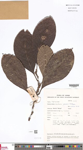 <i>Madhuca woodii</i> Species of plant in the family Sapotaceae