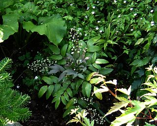 <i>Berberis pallida</i> Species of shrub