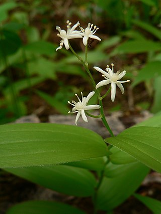 <i>Maianthemum stellatum</i> Species of flowering plant
