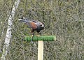 Woestijnbuizerd