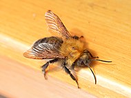 Еркек Bombus hypnorum, форез кенелерімен.