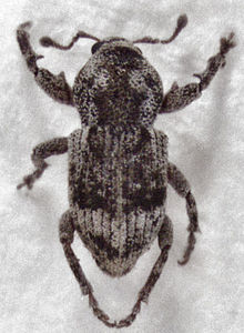 Adult specimen of Maleuterpes spinipes