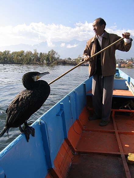 Chinese man with fishing cormorant.