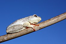 Marbled reed frog (Hyperolius marmoratus).jpg