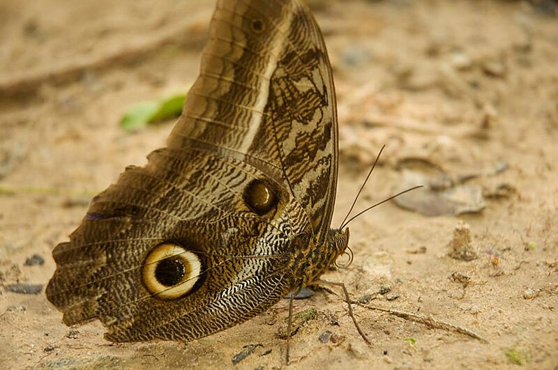 File:Mariposa búho en la Cordillera Escalera.jpg