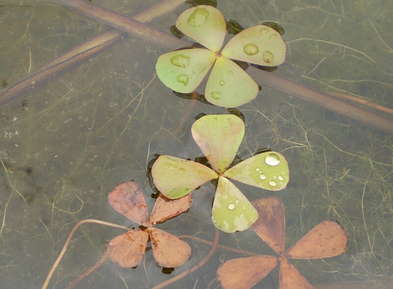 File:Marsilea crenata.JPG