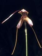 Masdevallia estradae