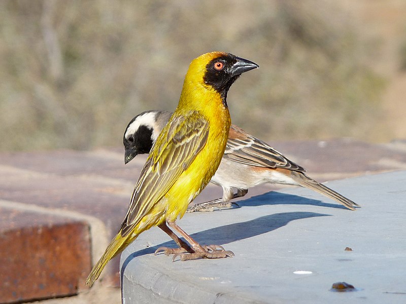 File:Maskenwebervogel2.jpeg