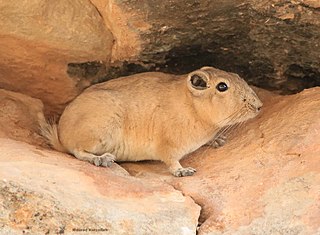 <span class="mw-page-title-main">Mzab gundi</span> Species of rodent