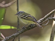 Mecocerculus hellmayri - Buff-band tyrannulet.jpg